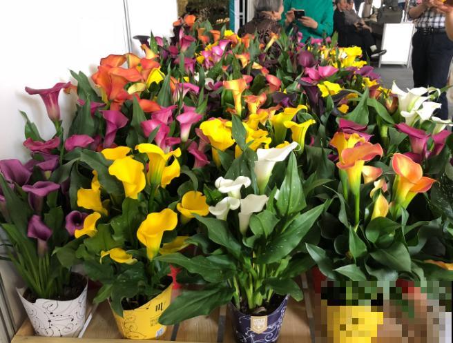 彩色马蹄莲第二年不开花，主要和这3点有关，处理好后面还能开