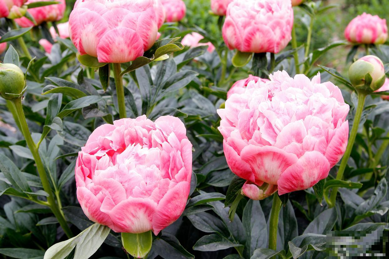 芍药插花能养多久