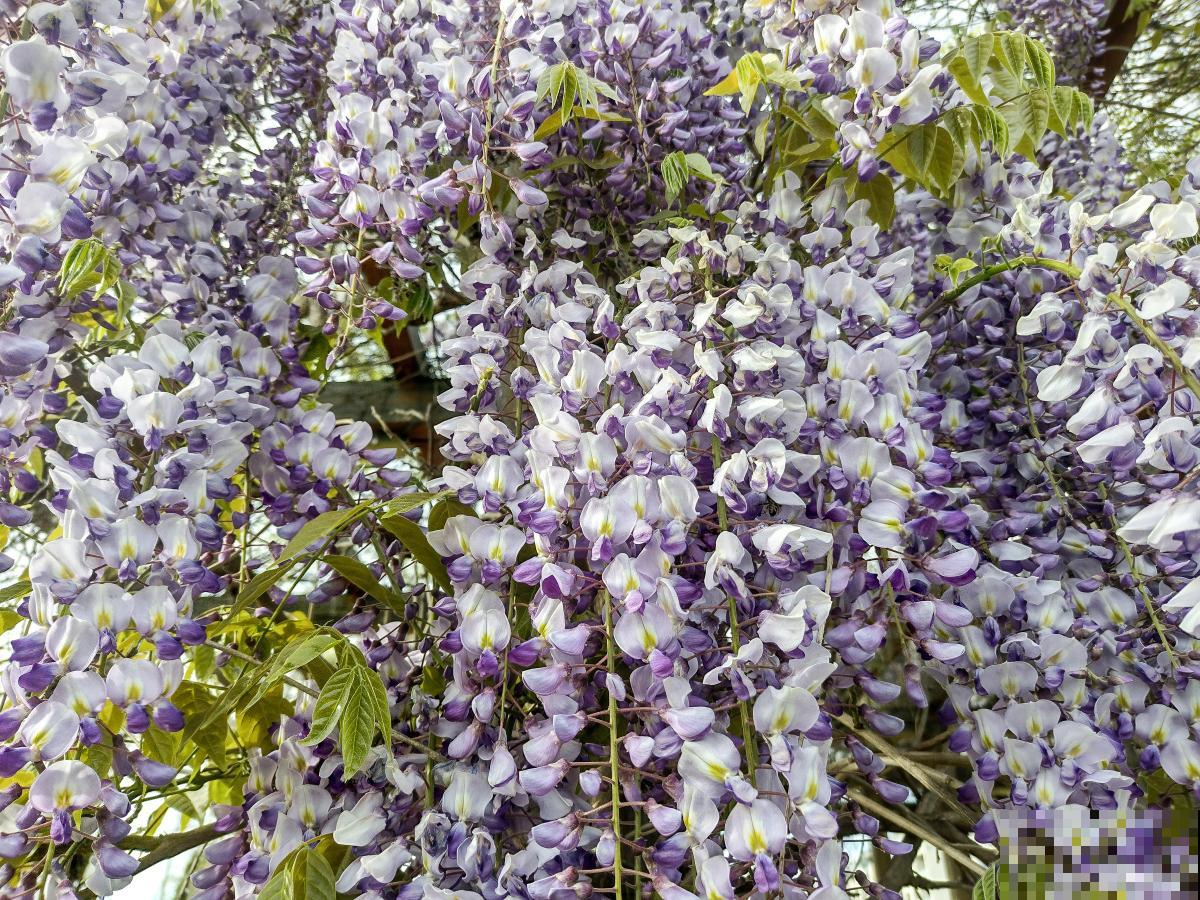 紫藤用什么肥料？