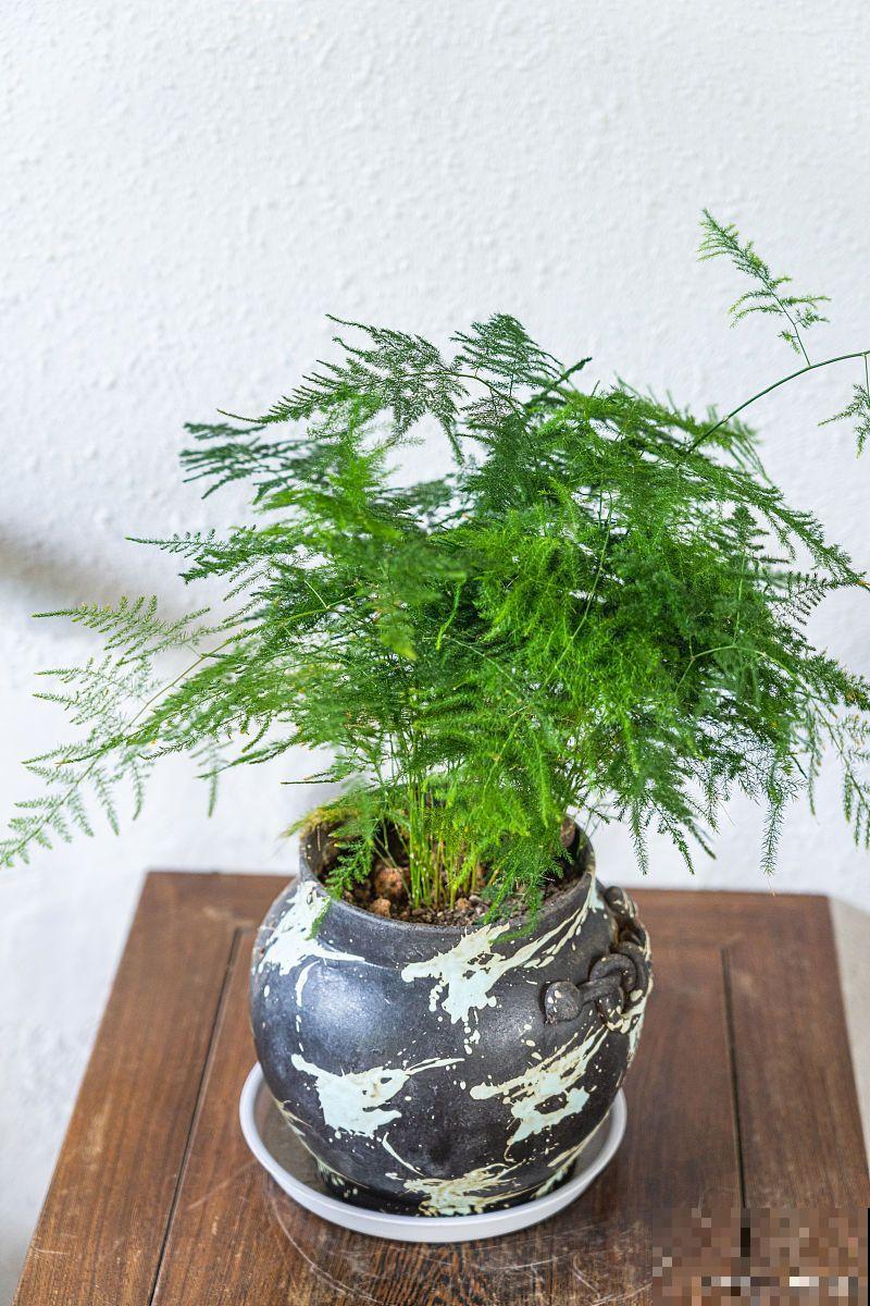 耐寒的盆栽花卉有哪些