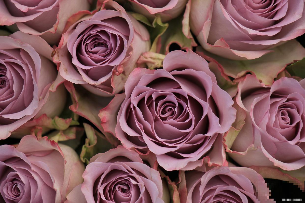 海洋之歌玫瑰怎么养 海洋之歌玫瑰怎么养