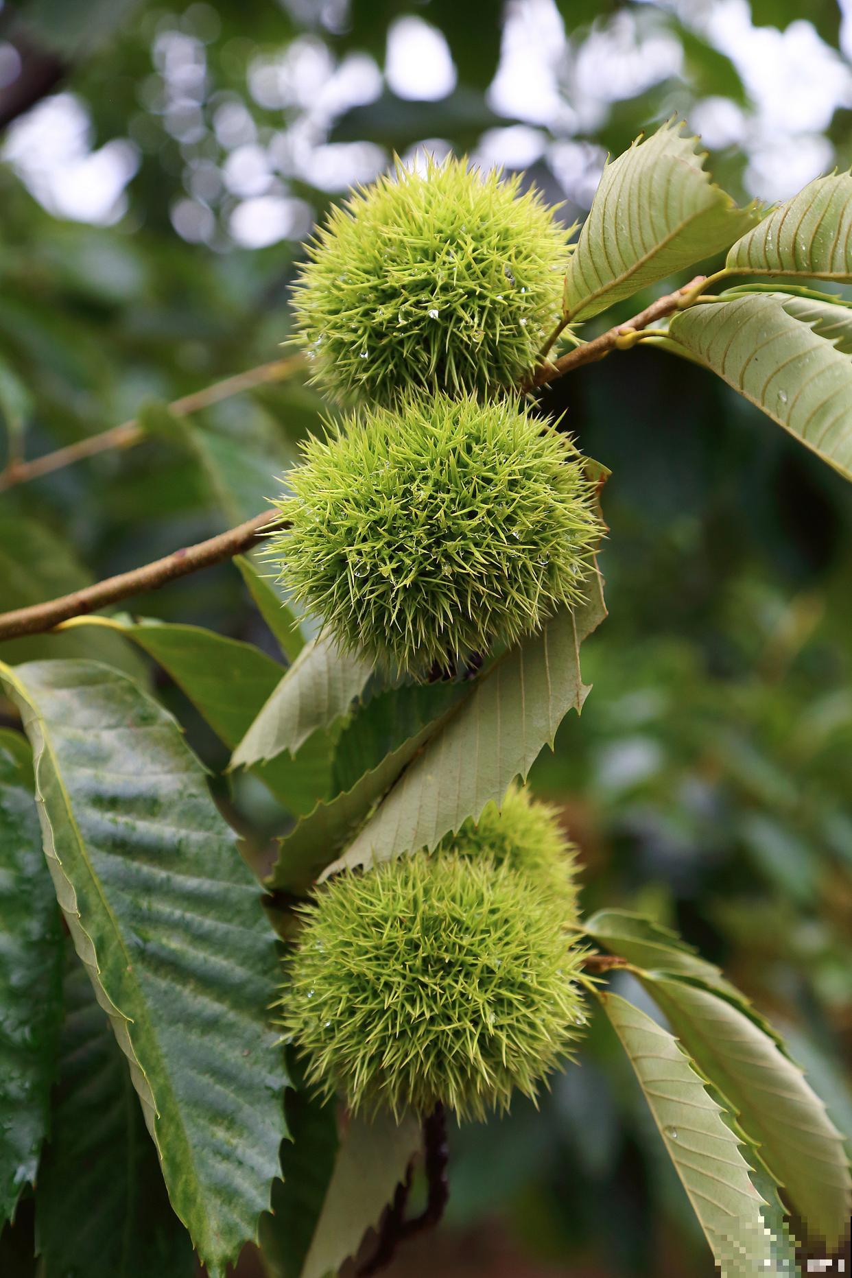 板栗种植时间和方法