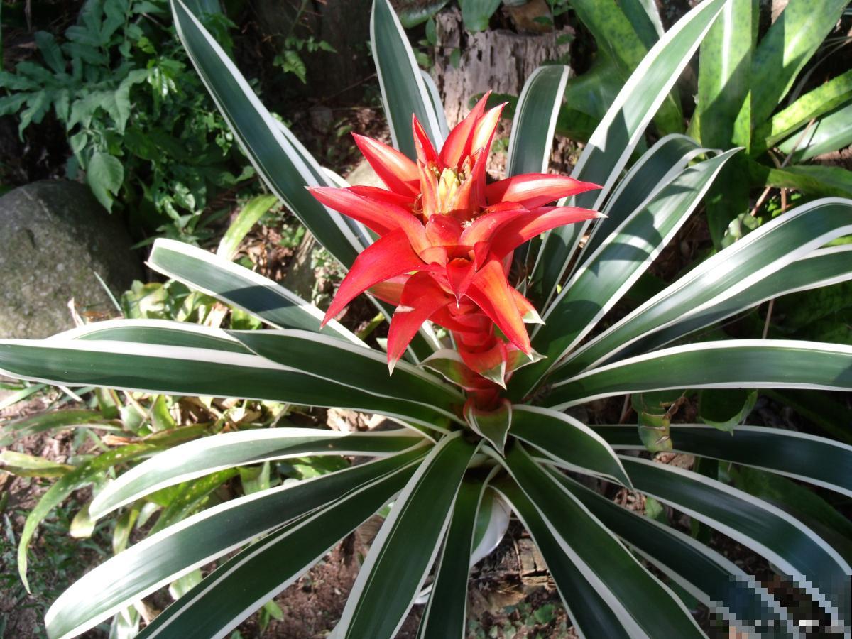 凤梨花浇水的正确方法 凤梨花浇水的正确方法