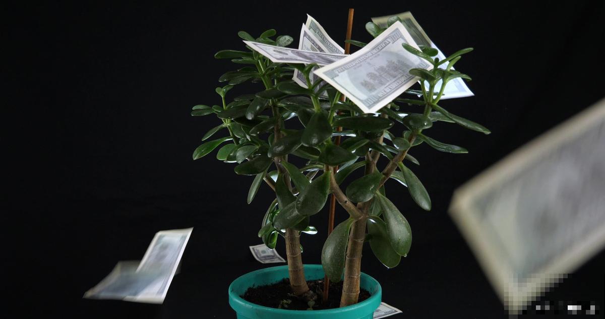 金钱树怎么养护与浇水