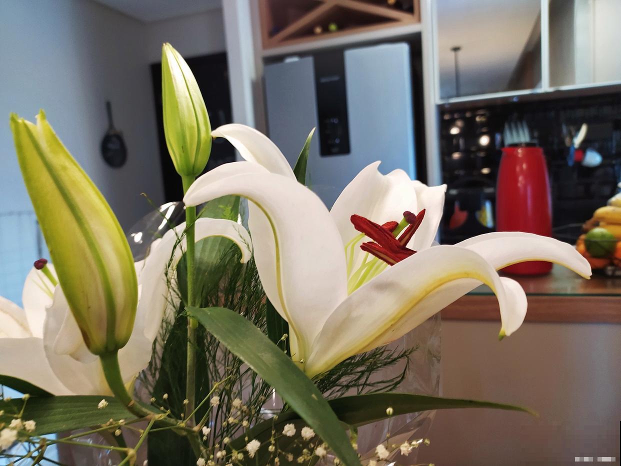 盆栽香水百合怎么养殖 盆栽香水百合怎么养殖