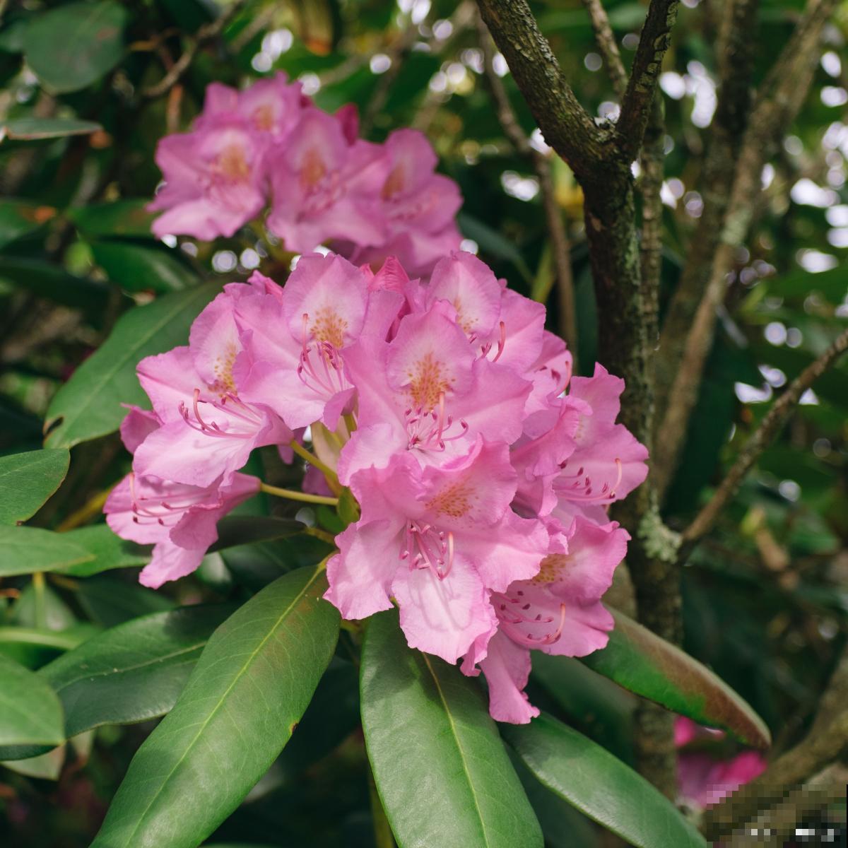 杜鹃如何繁殖的？