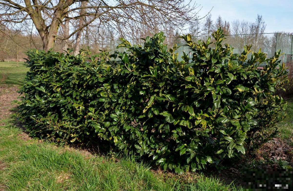 冬青什么时候开花