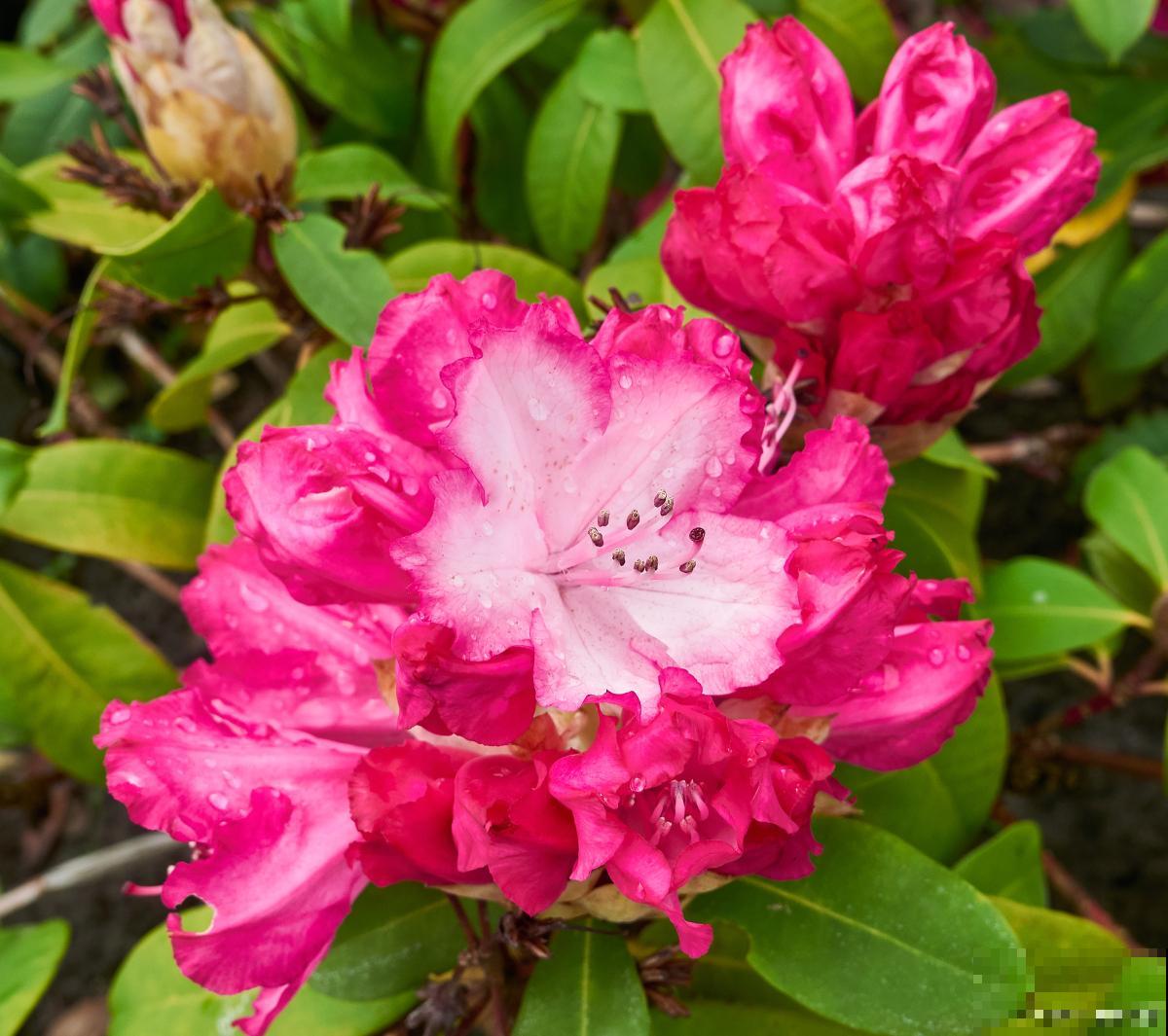 杜鹃如何繁殖的？