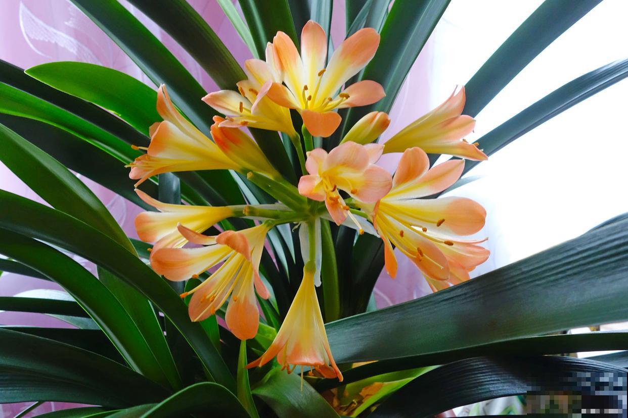 君子兰开花夹在中间怎么办 君子兰开花夹在中间怎么办