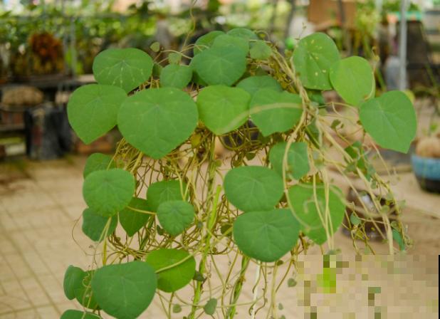 养殖山乌龟留1-2根主藤好，还要注意养殖4要点，长势才能旺盛