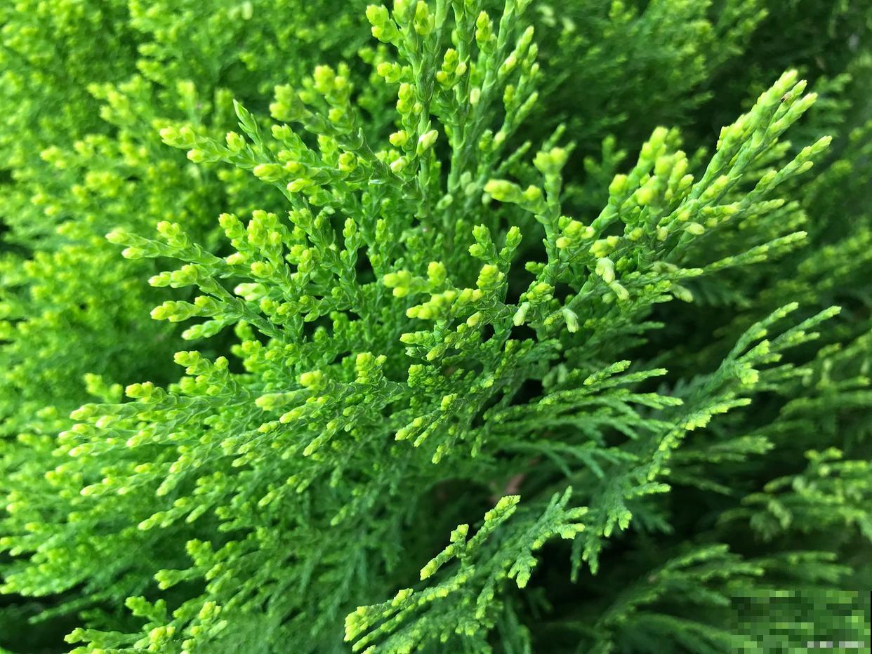 卷柏如何繁殖的？