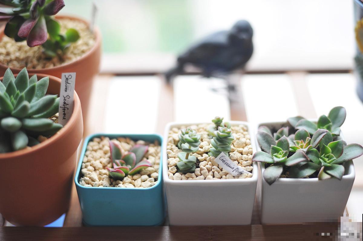 艳日辉怎么浇水？