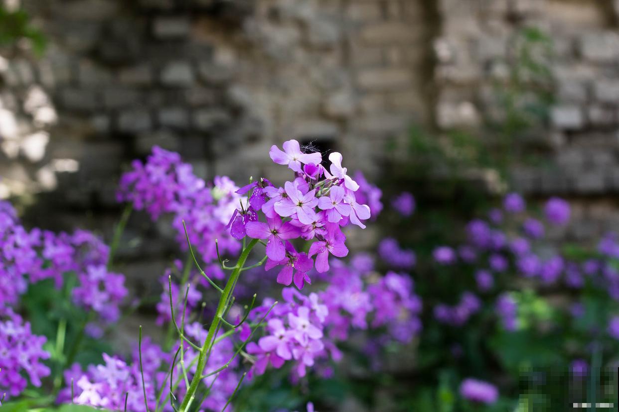 二月兰生长在什么地方