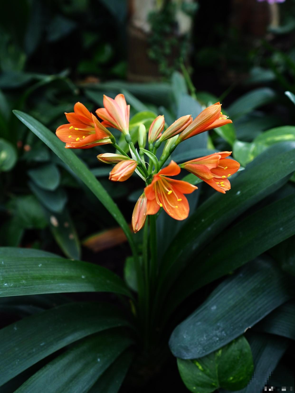 君子兰开花如何授粉 君子兰开花如何授粉