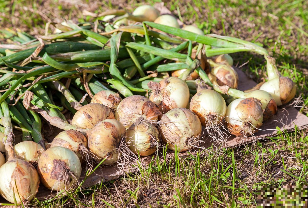 马蹄种植方法和时间