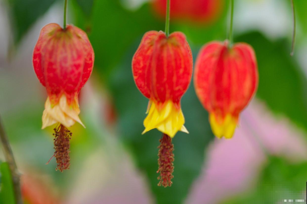 为什么灯笼树会发光