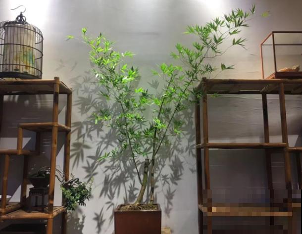 小叶簕竹盆景在家养殖，注意这5点，长势好