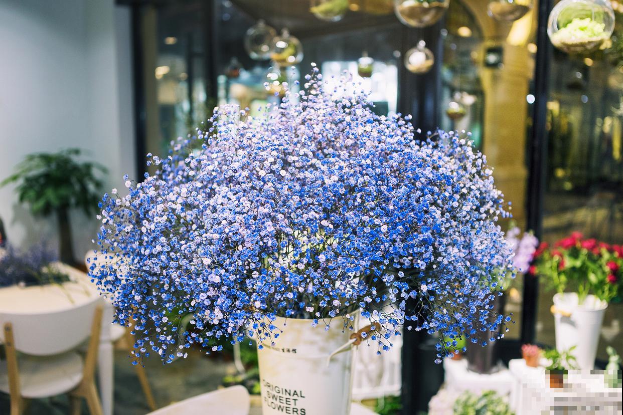 如何种植满天星？