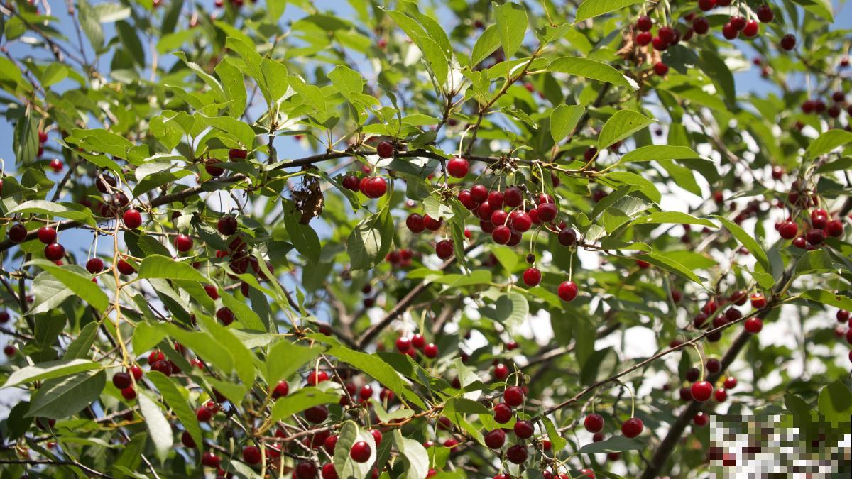 三年的樱桃树修剪方法 三年的樱桃树修剪方法