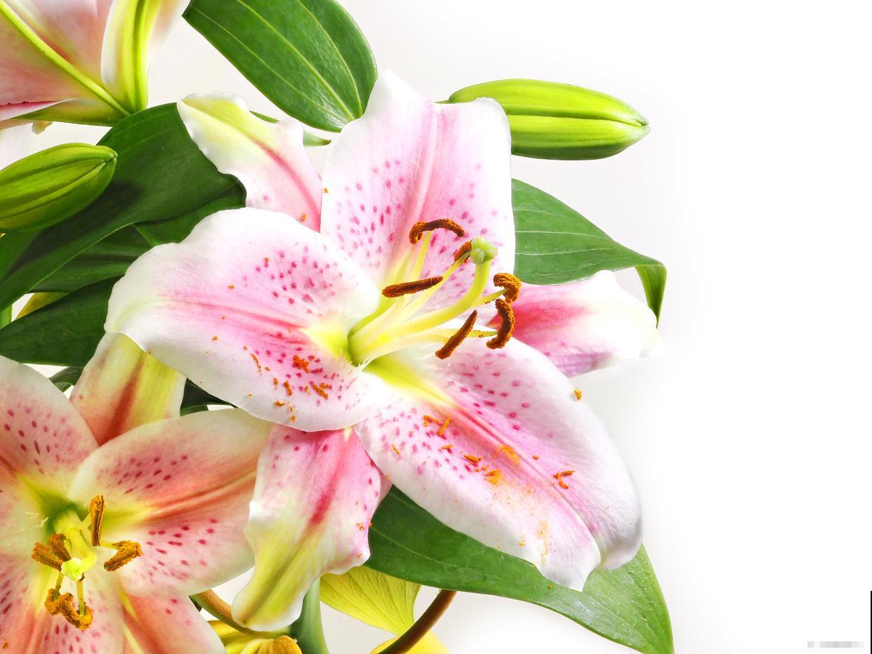 百合花怎么种植? 百合花怎么种植?