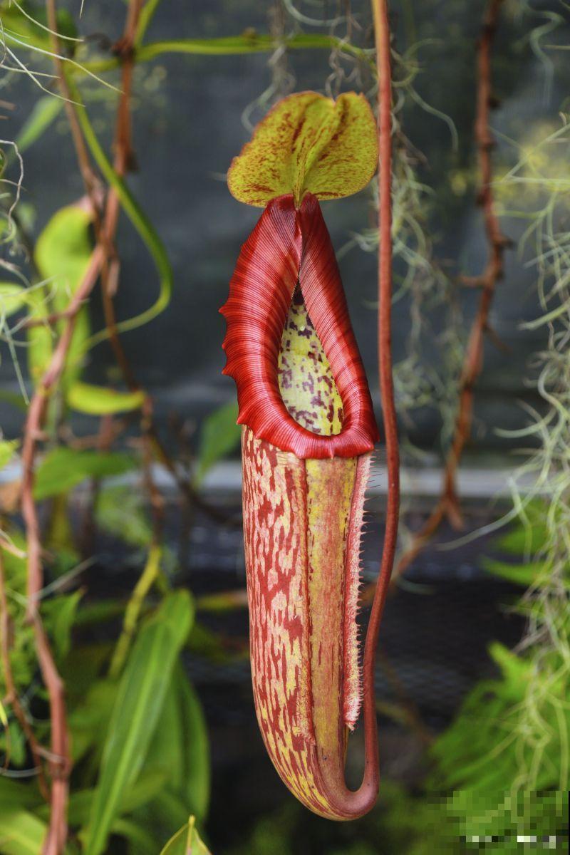 猪笼草什么时候开花