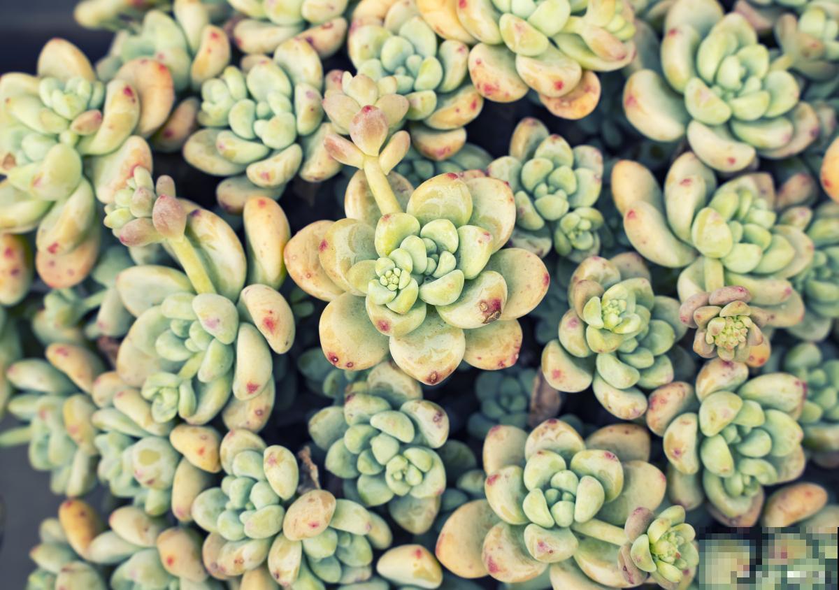 多肉变软了是什么原因 多肉变软了是什么原因