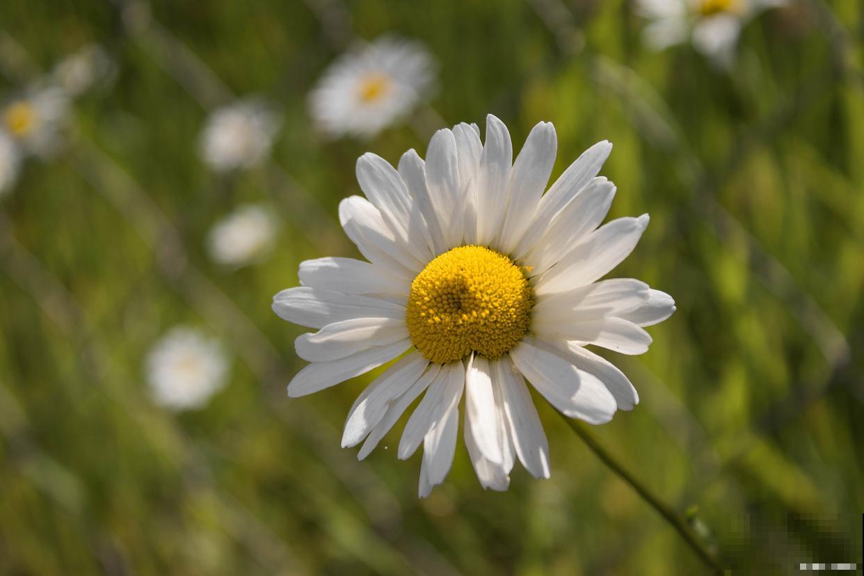 雏菊花耷拉下来的原因 雏菊花耷拉下来的原因
