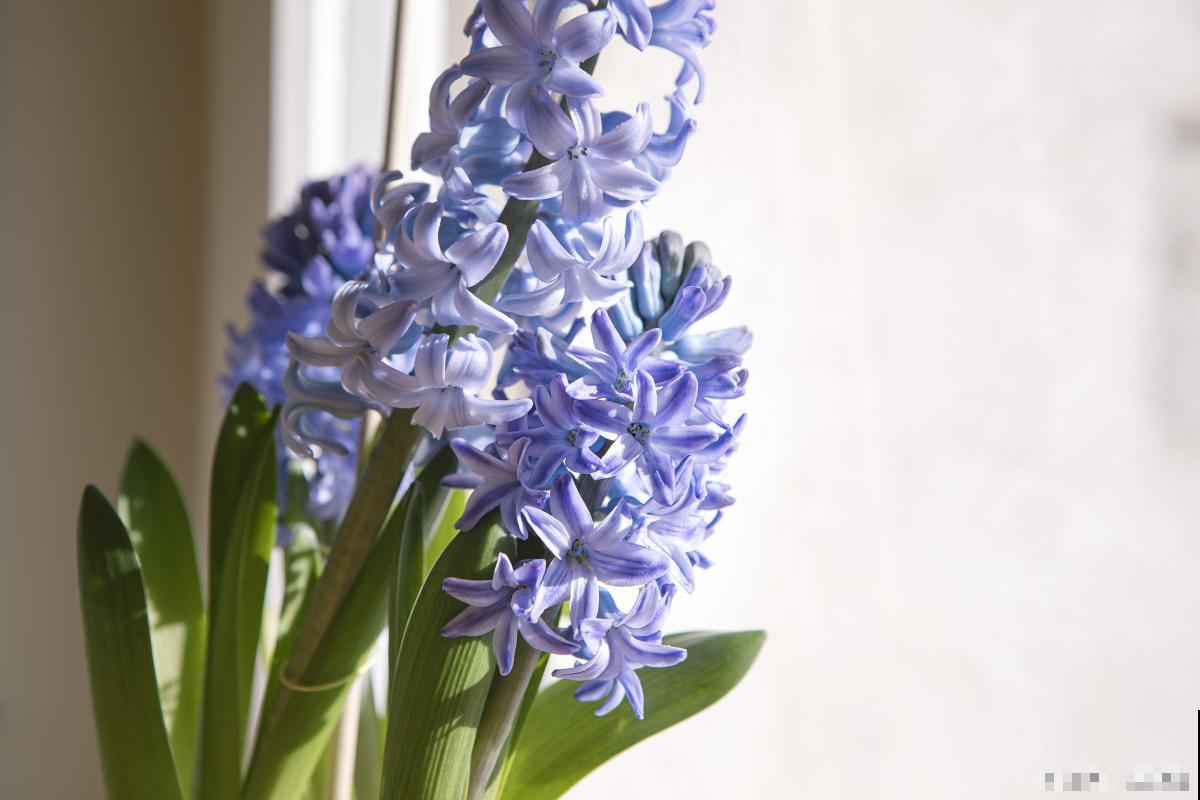 风信子不长根怎么回事