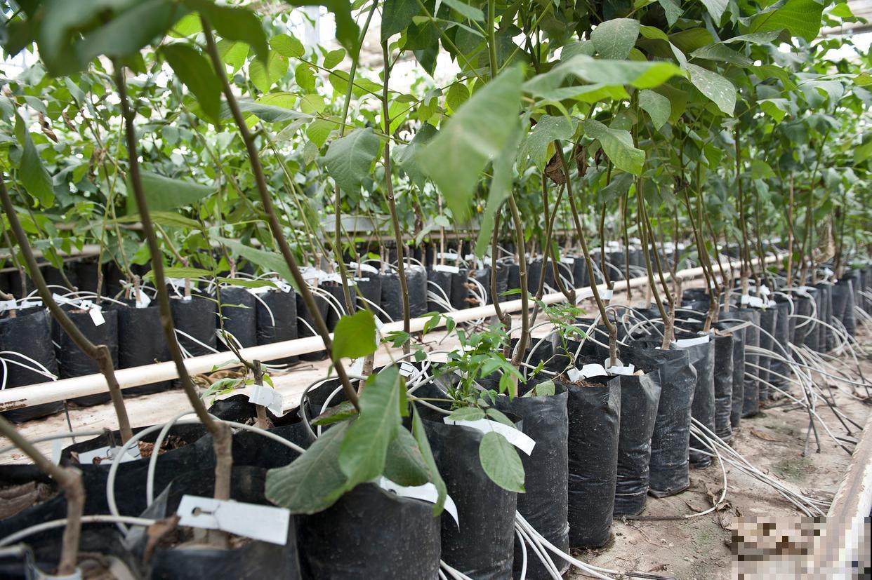 百香果的种植方法与管理