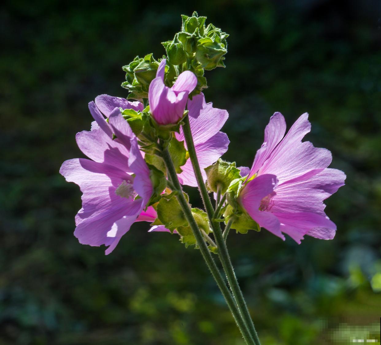 露薇花如何繁殖? 露薇花如何繁殖?