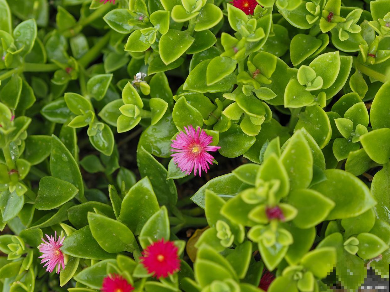 牡丹吊兰怎么养护