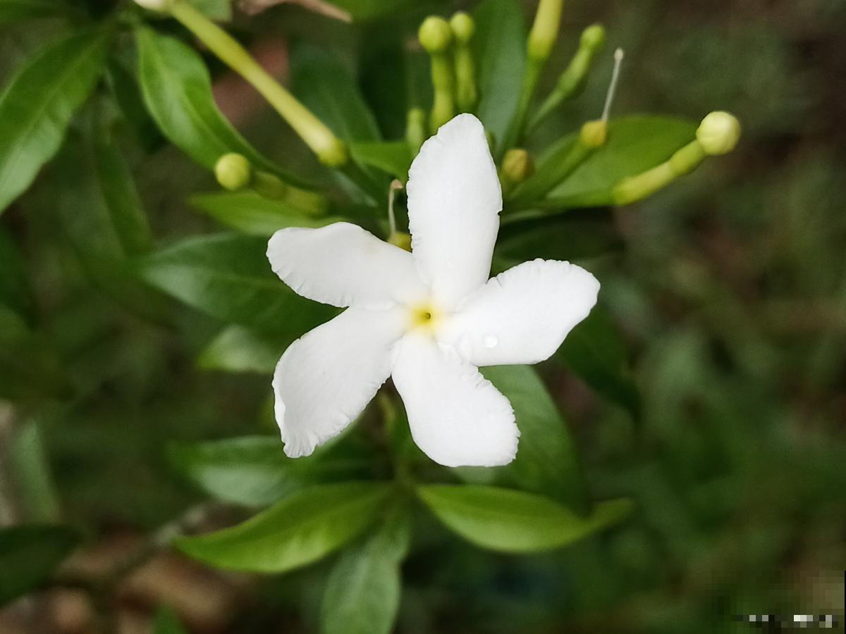 香水茉莉怎么繁殖 香水茉莉怎么繁殖