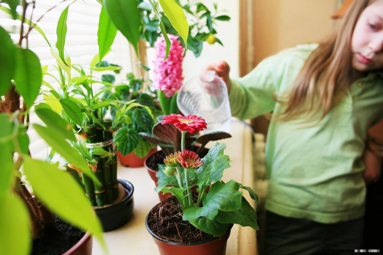 养花湿度不够怎么办 养花湿度不够怎么办