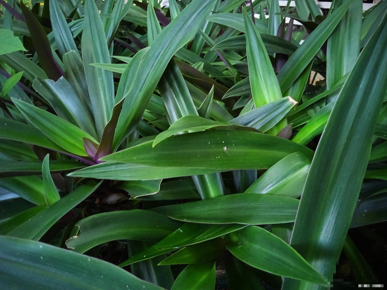 一叶兰如何分株? 一叶兰如何分株?