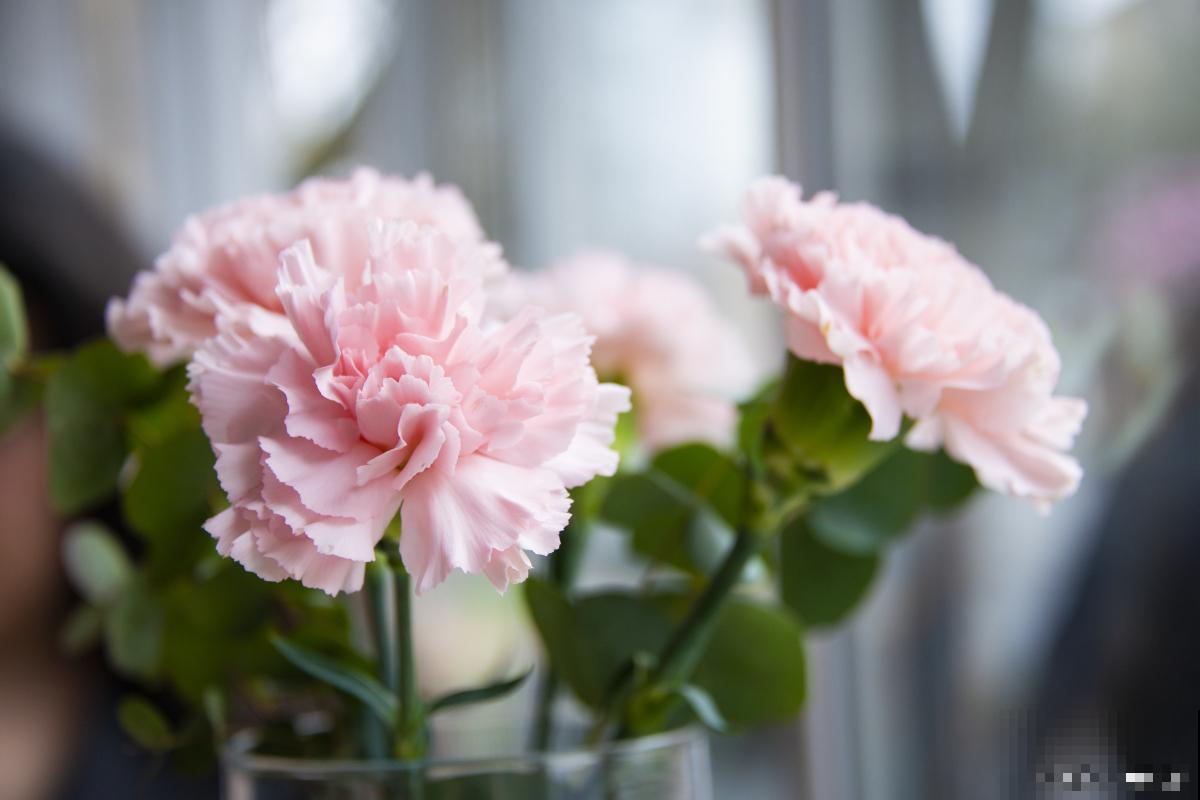 康乃馨为什么叫香石竹