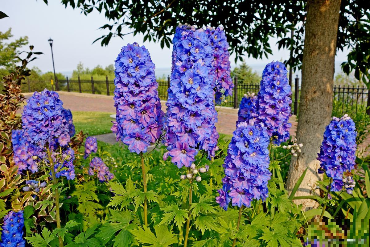 大花飞燕开花后怎么处理 大花飞燕开花后怎么处理