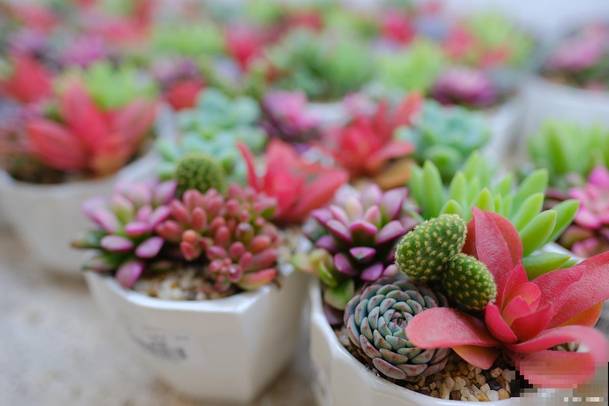 怎么防止多肉徒长