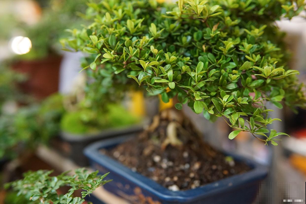 珍珠黄杨怎么养？