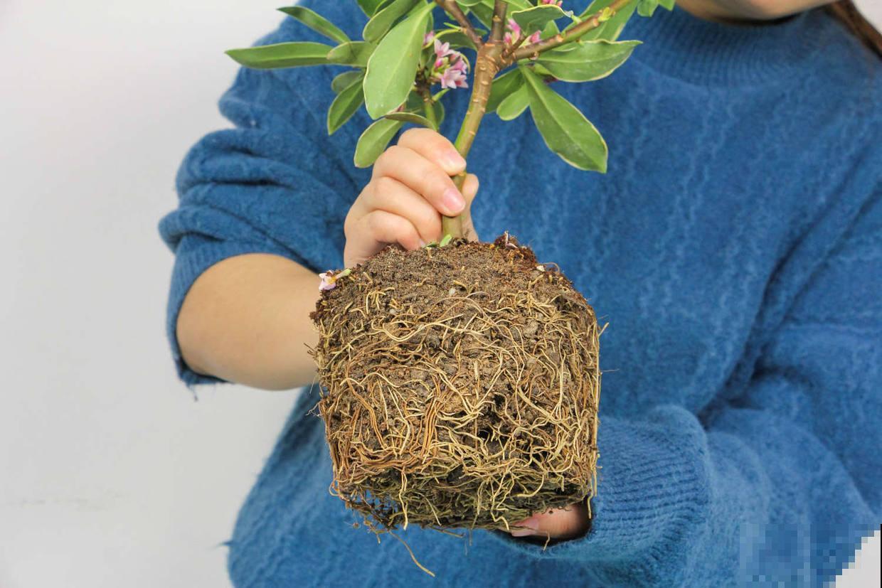 刚买回来的金边瑞香怎么养 刚买回来的金边瑞香怎么养