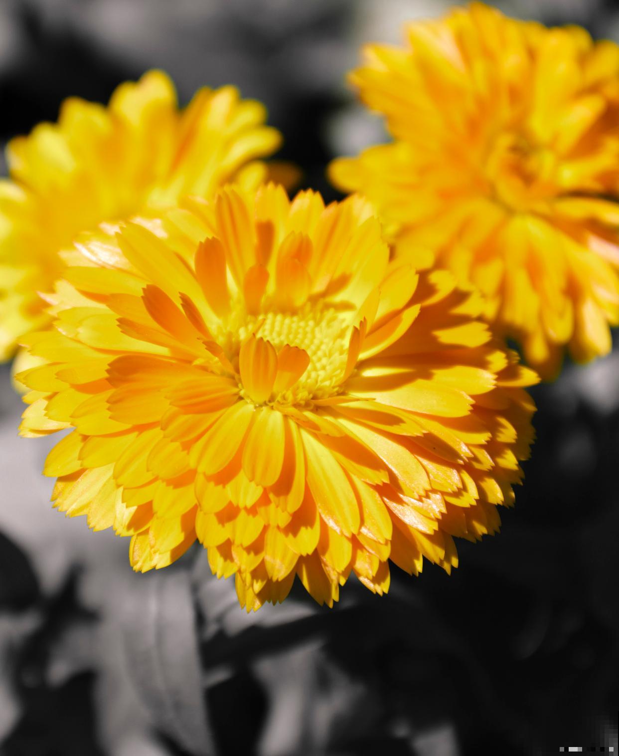 开黄花的花卉有哪些