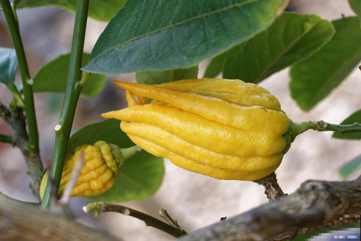 佛手如何种植的？