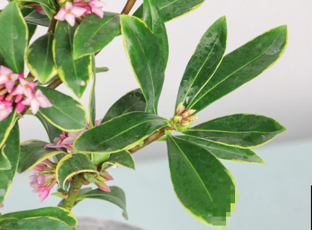 瑞香花养殖简单，记住这4步，后期开花多