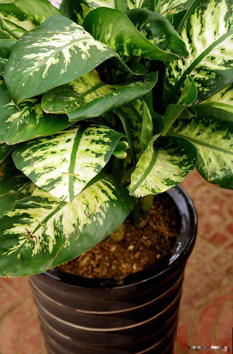 万年青如何养殖？