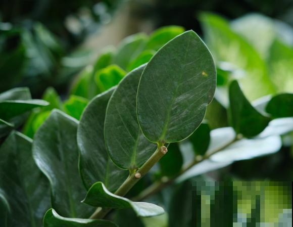 金钱树叶子有斑点，主要和这3点有关，快来看看你的是什么原因