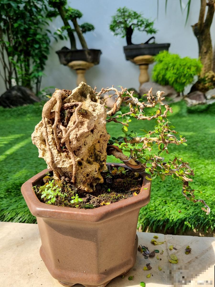 清香木有点黄掉叶子怎么办 清香木有点黄掉叶子怎么办