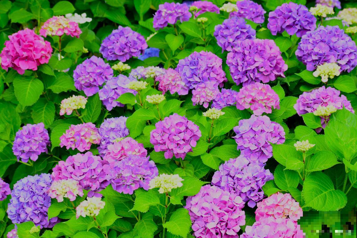 八仙花叶子发黄怎么办 八仙花叶子发黄怎么办