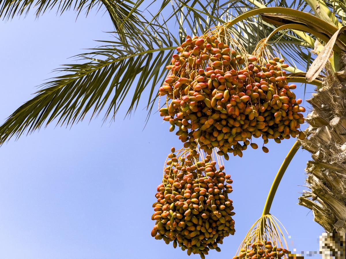 棕榈植物有哪些？