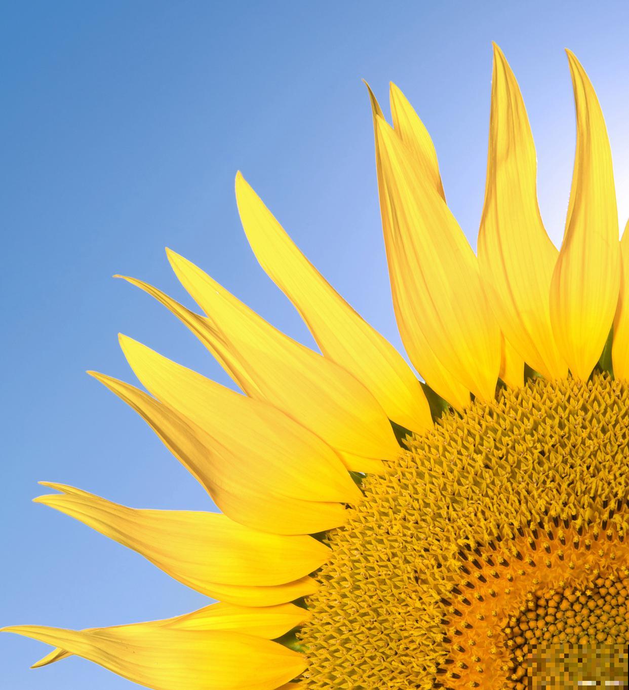 向日葵怎么种植方法 向日葵怎么种植方法