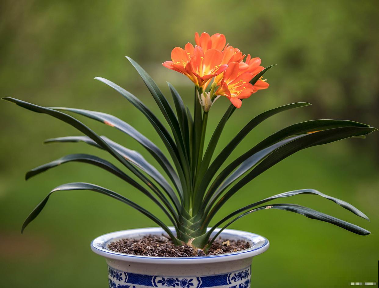 君子兰花后如何处理