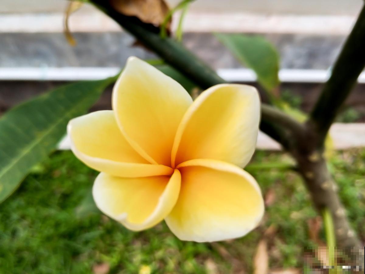 鸡蛋花为什么不开花